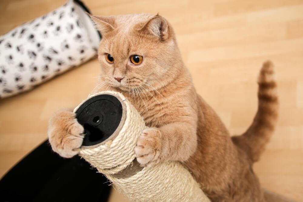 Gato amarelo com arranhador