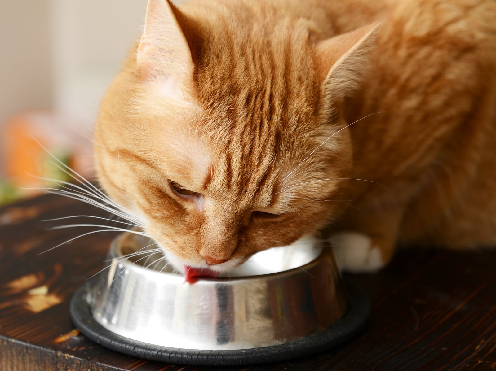 Katt som äter sin mat