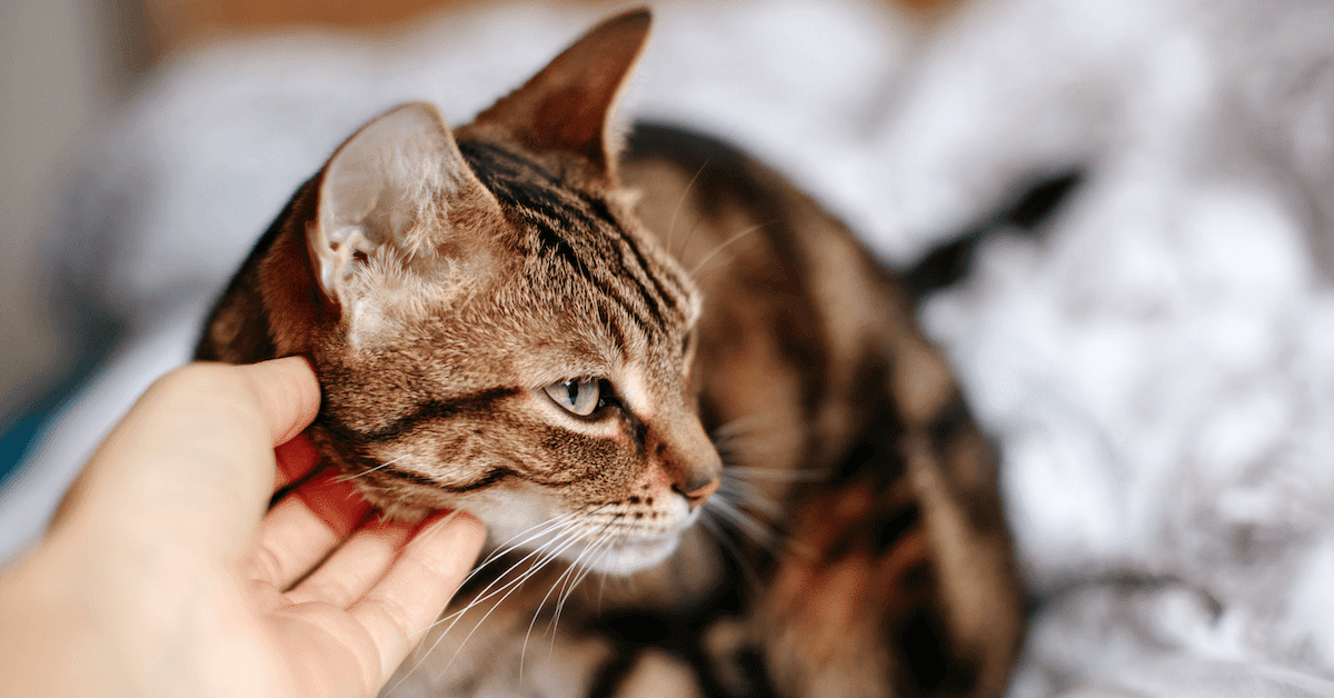comportamento stresse em gatos 2