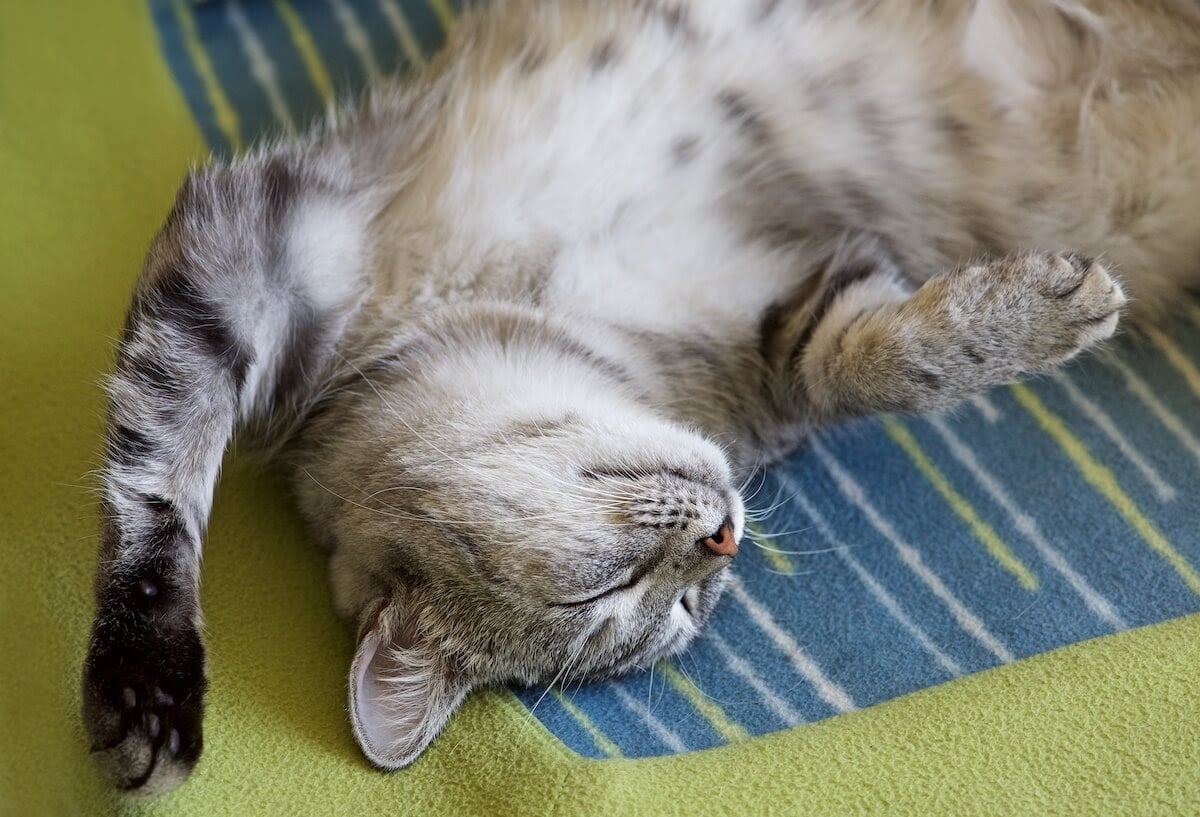 kitty on carpet