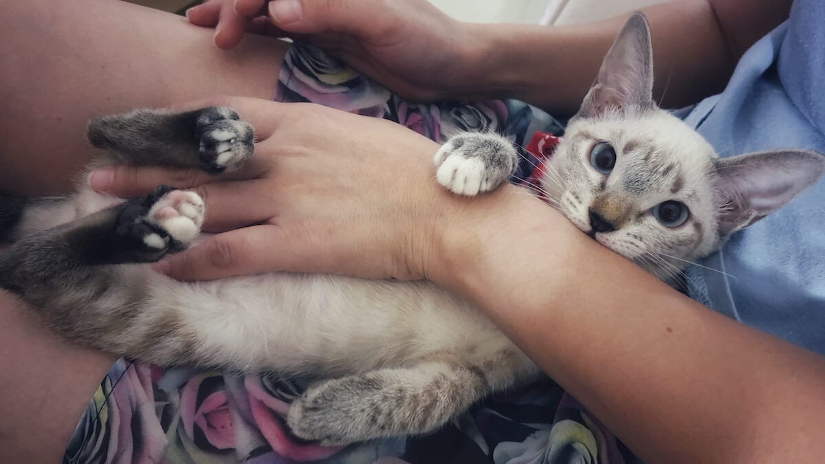 Grey Kitty With Human 