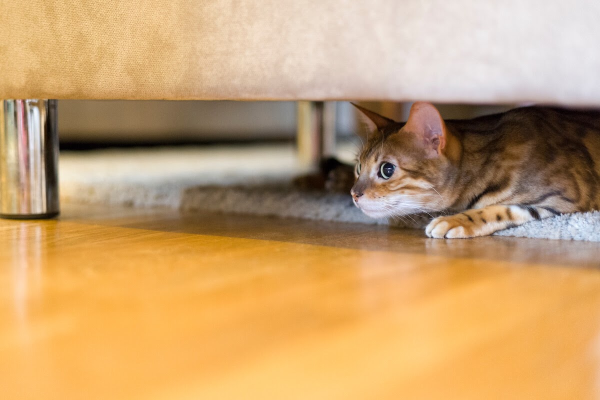 cat hidden under couch