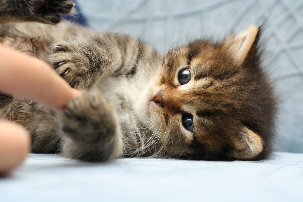 kitty playing with cat owner's hands