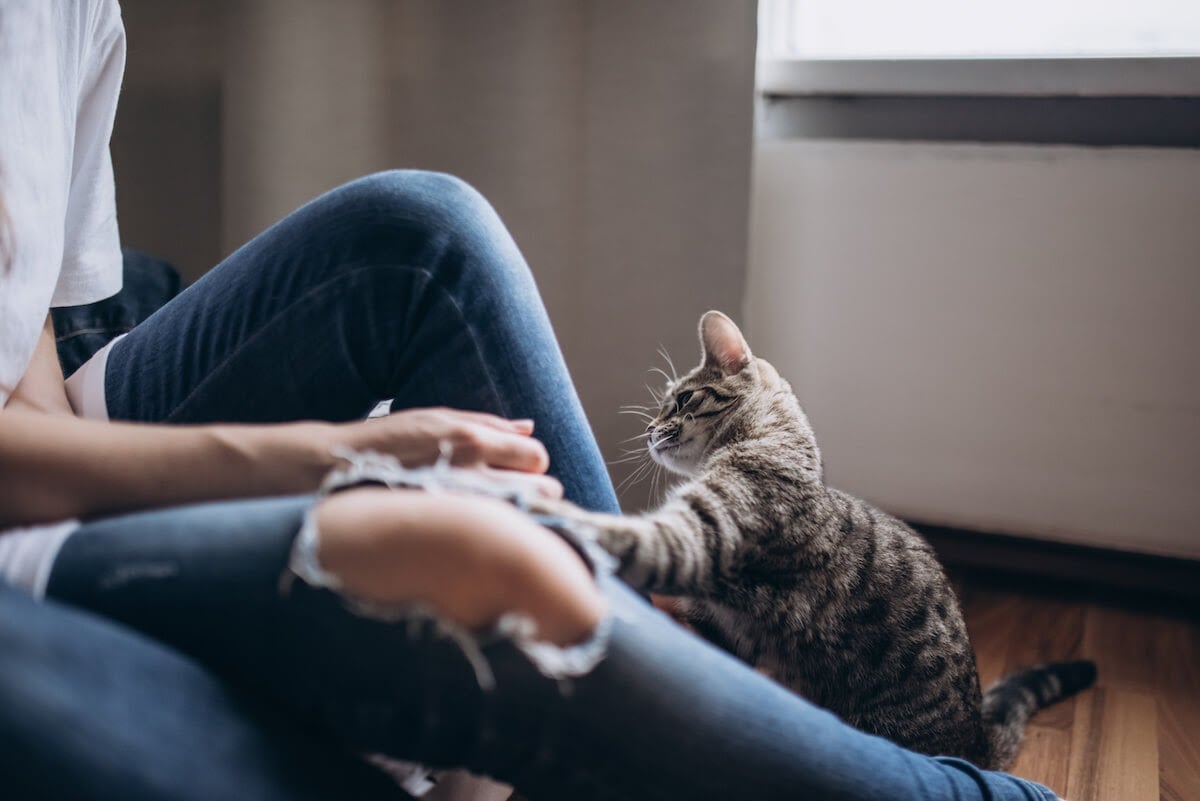 Kitty playing with its owner