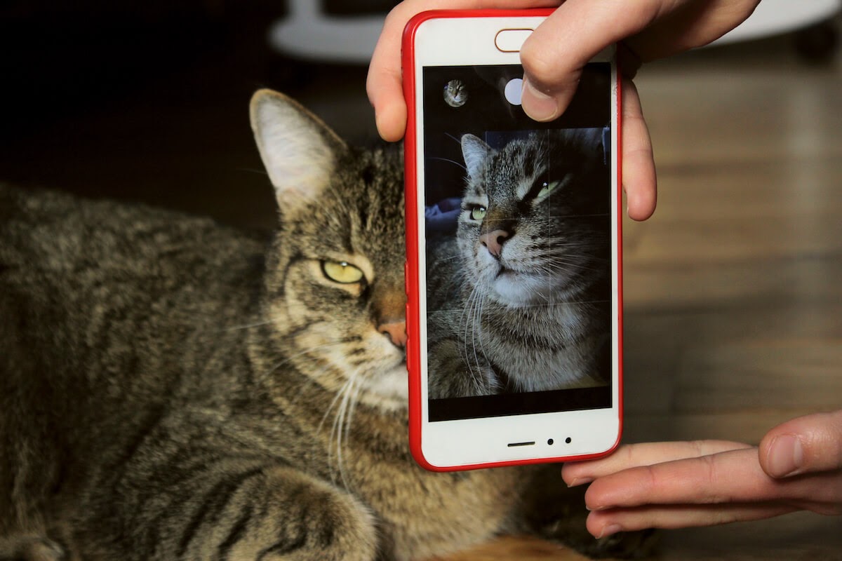 prendre de jolies photos de vos chats