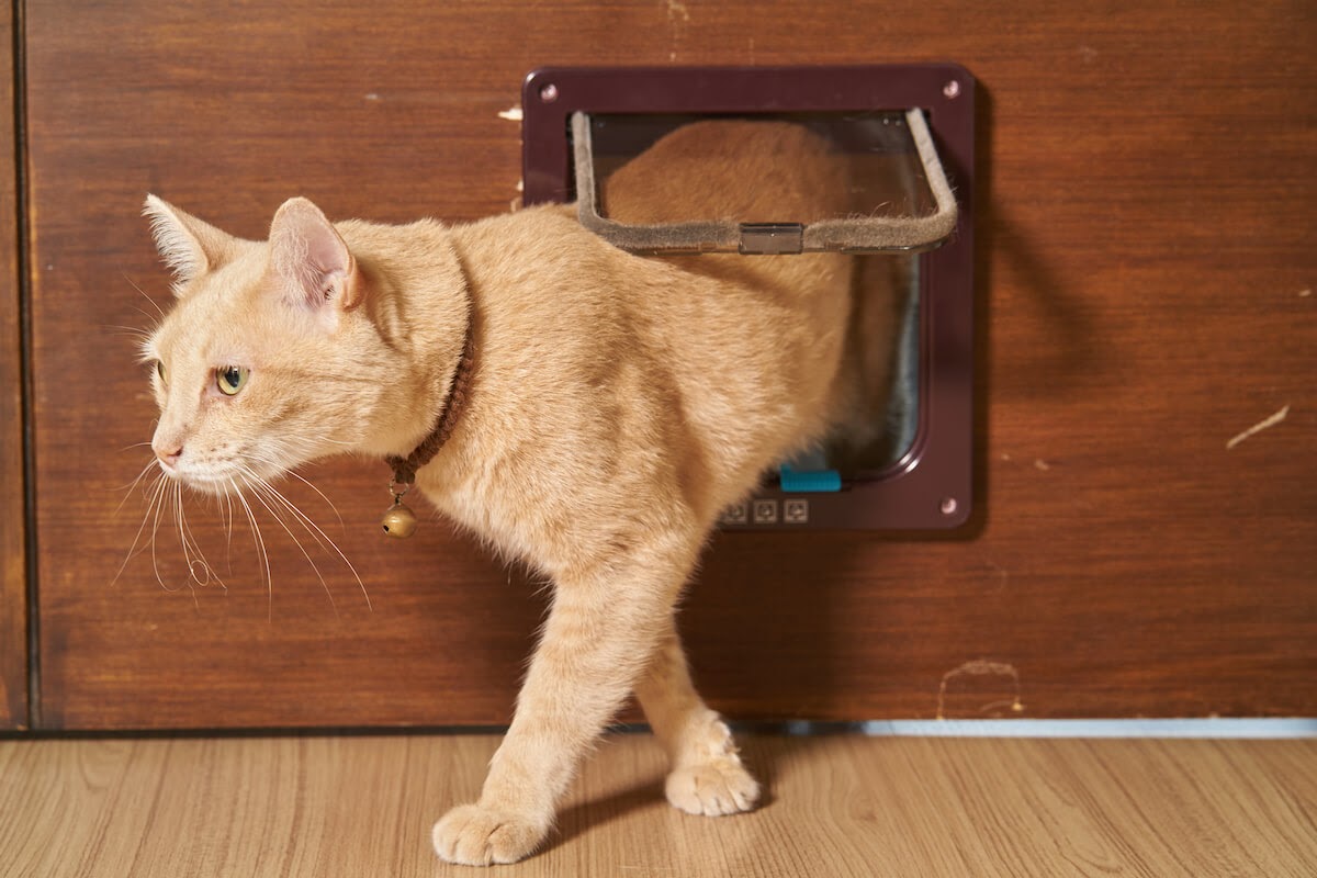 kitty going out of a cat flap