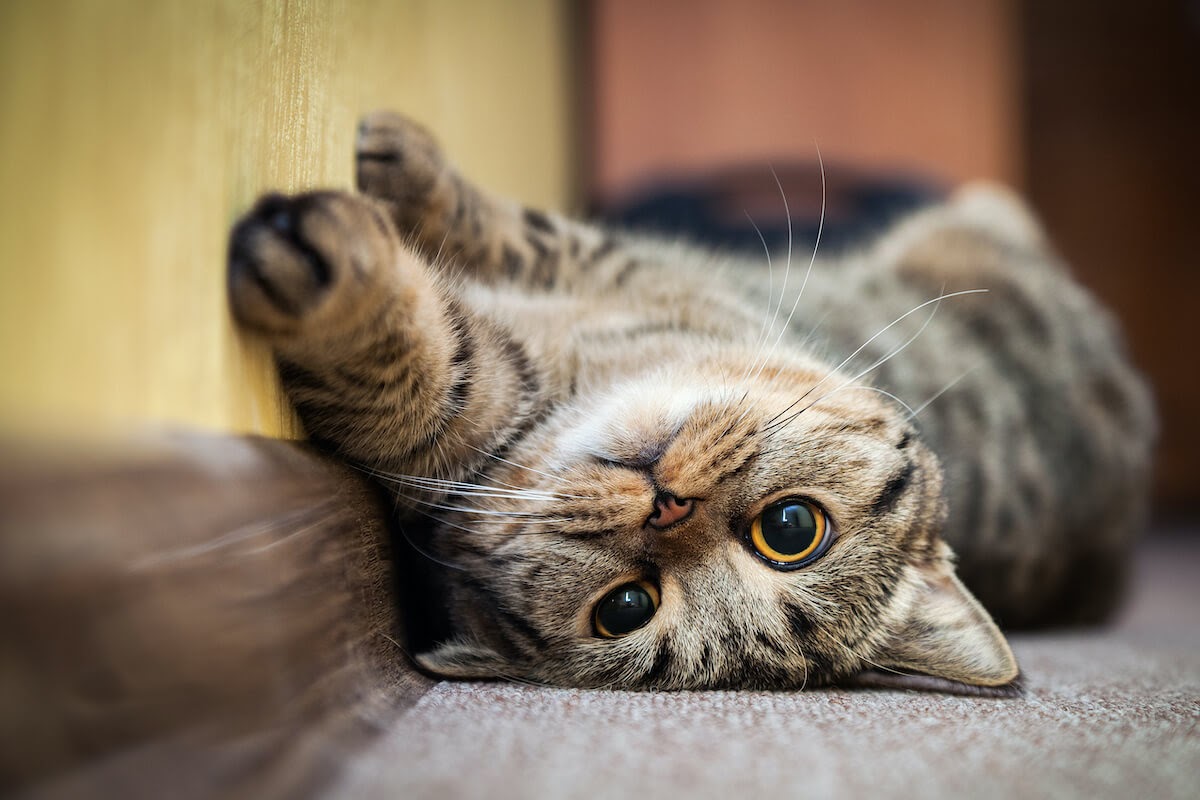 kitty laid back