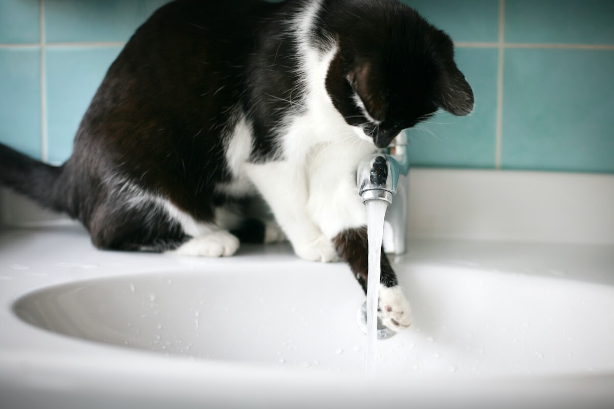 cat playing with water