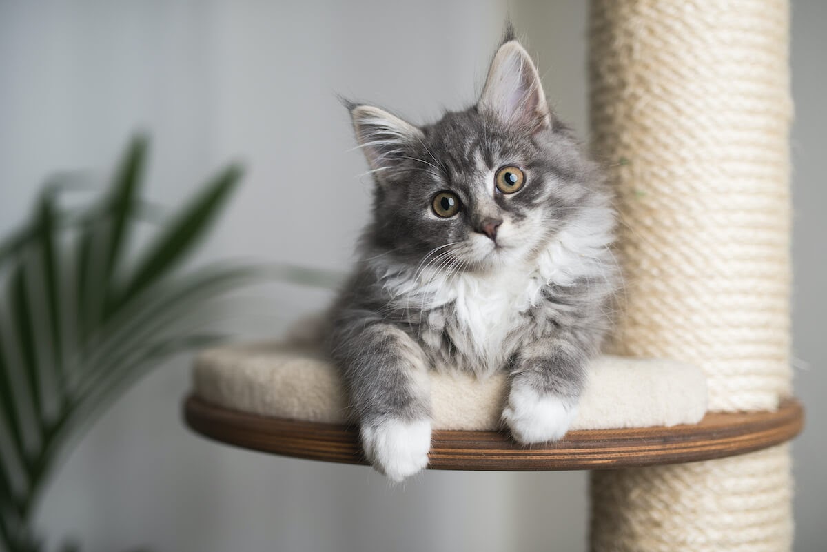 Grey kitty on scratching post