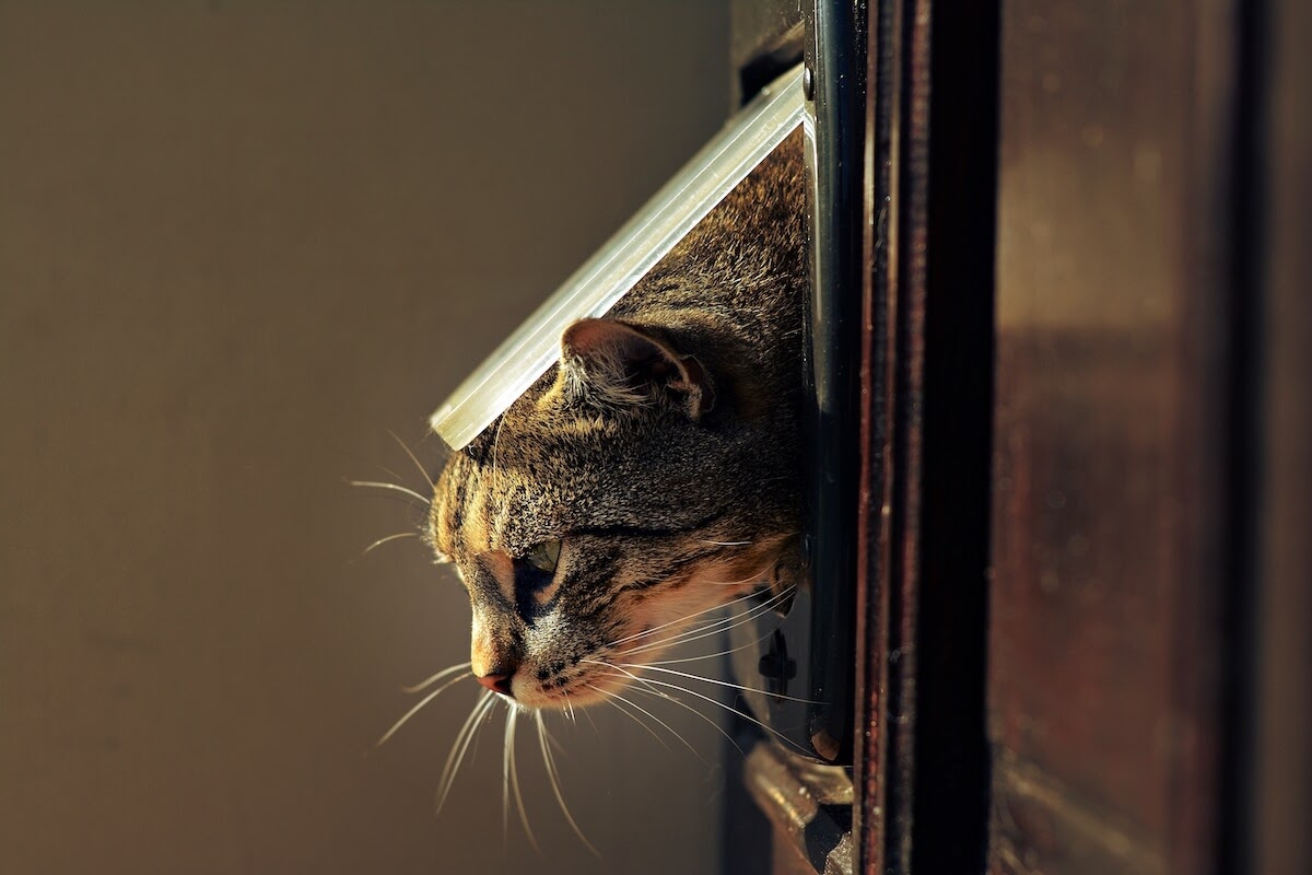 cat going through a cat flap