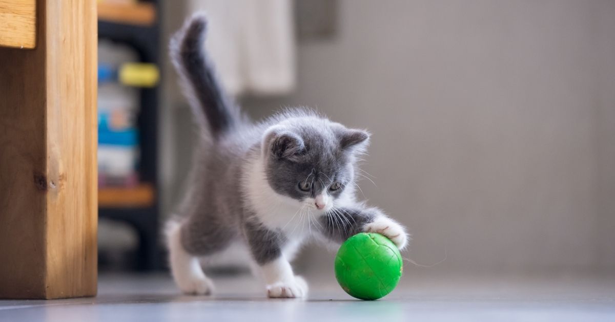 tiny grey kitten with green ball