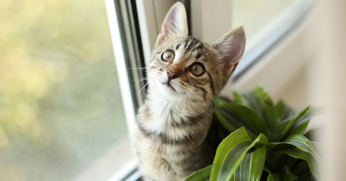tabby cat in window with plant