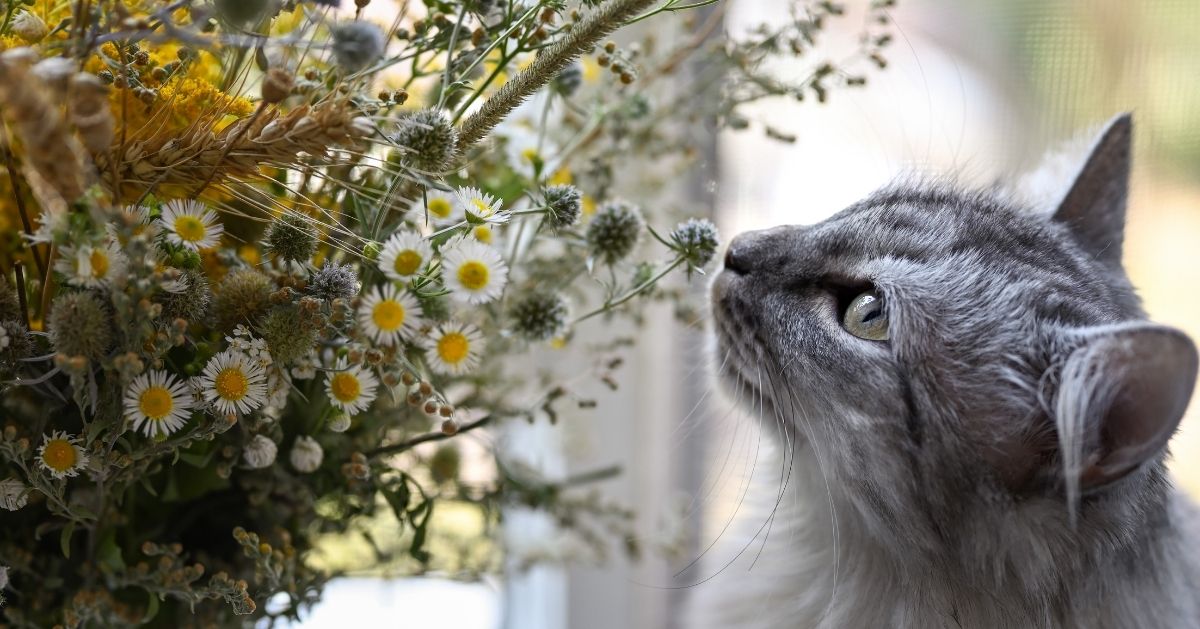 grey cat sniffing flowers