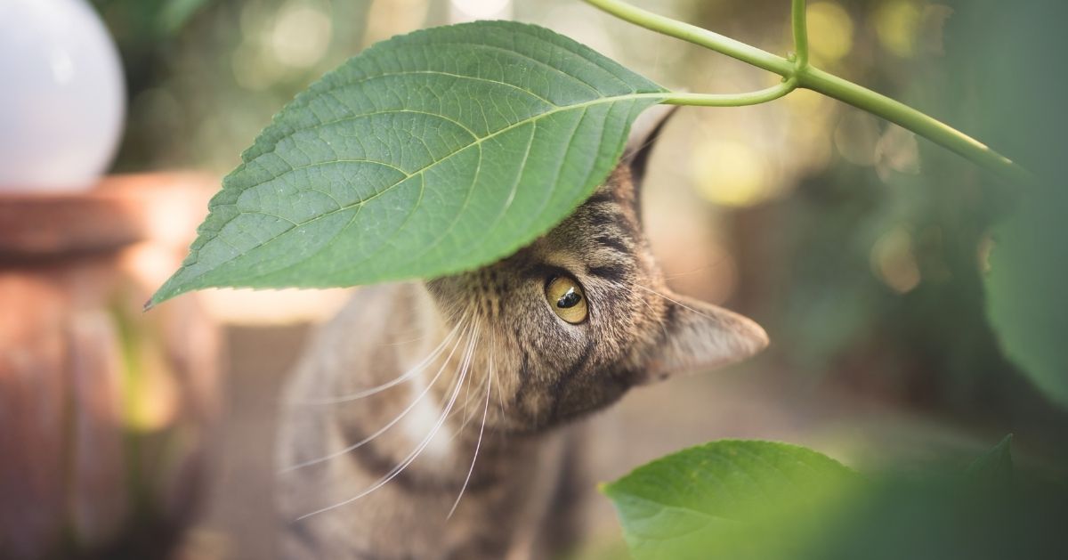 cat hiding under a leaf