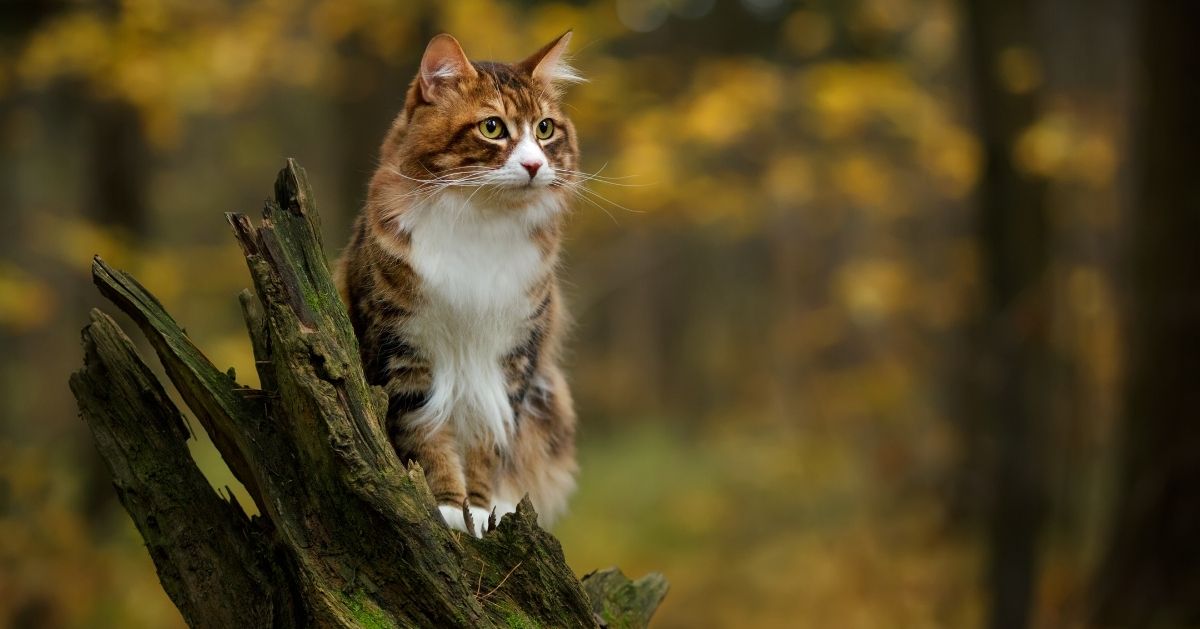 cat sitting on broken tree branch