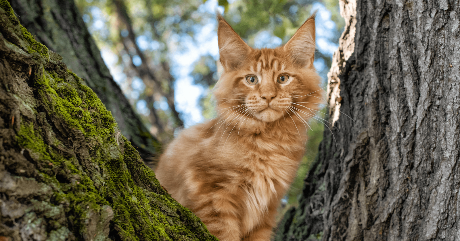 ginger maine coon cat in tree