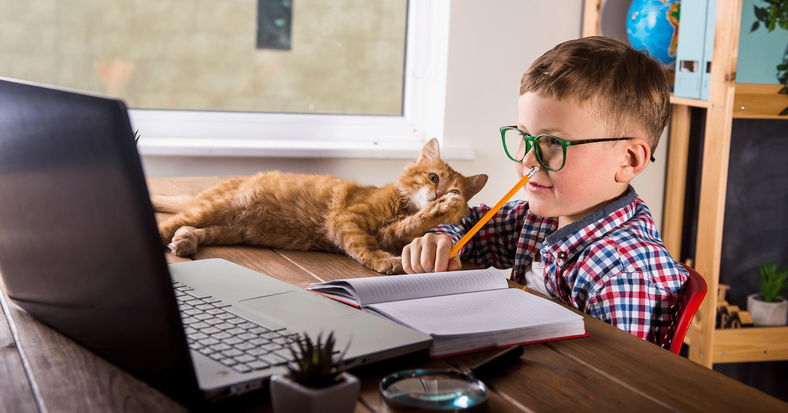 young boy at laptop with ginger cat