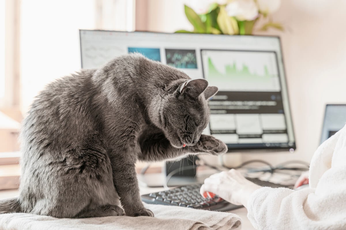 Cats help to work at home