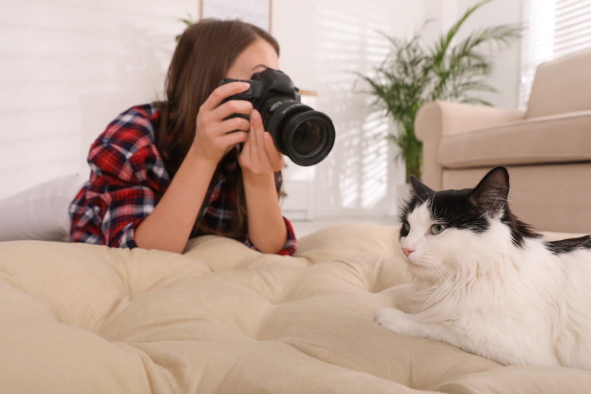 Take picture of cats