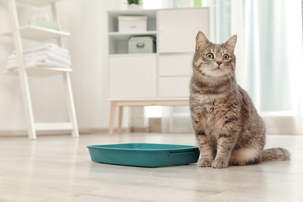 cat sitting next to litter box