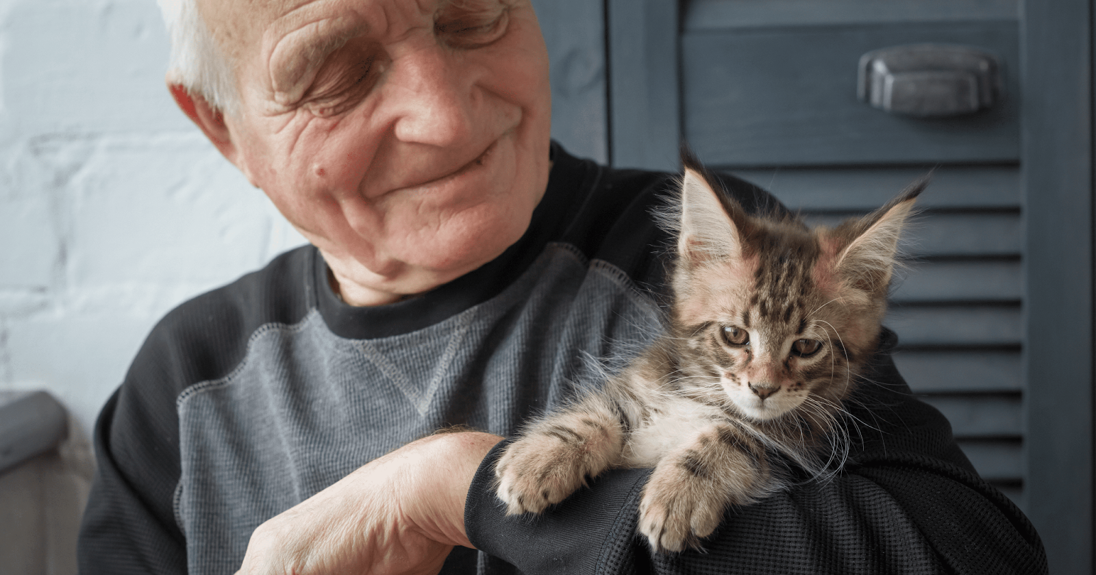 cute tabby kitten with older man