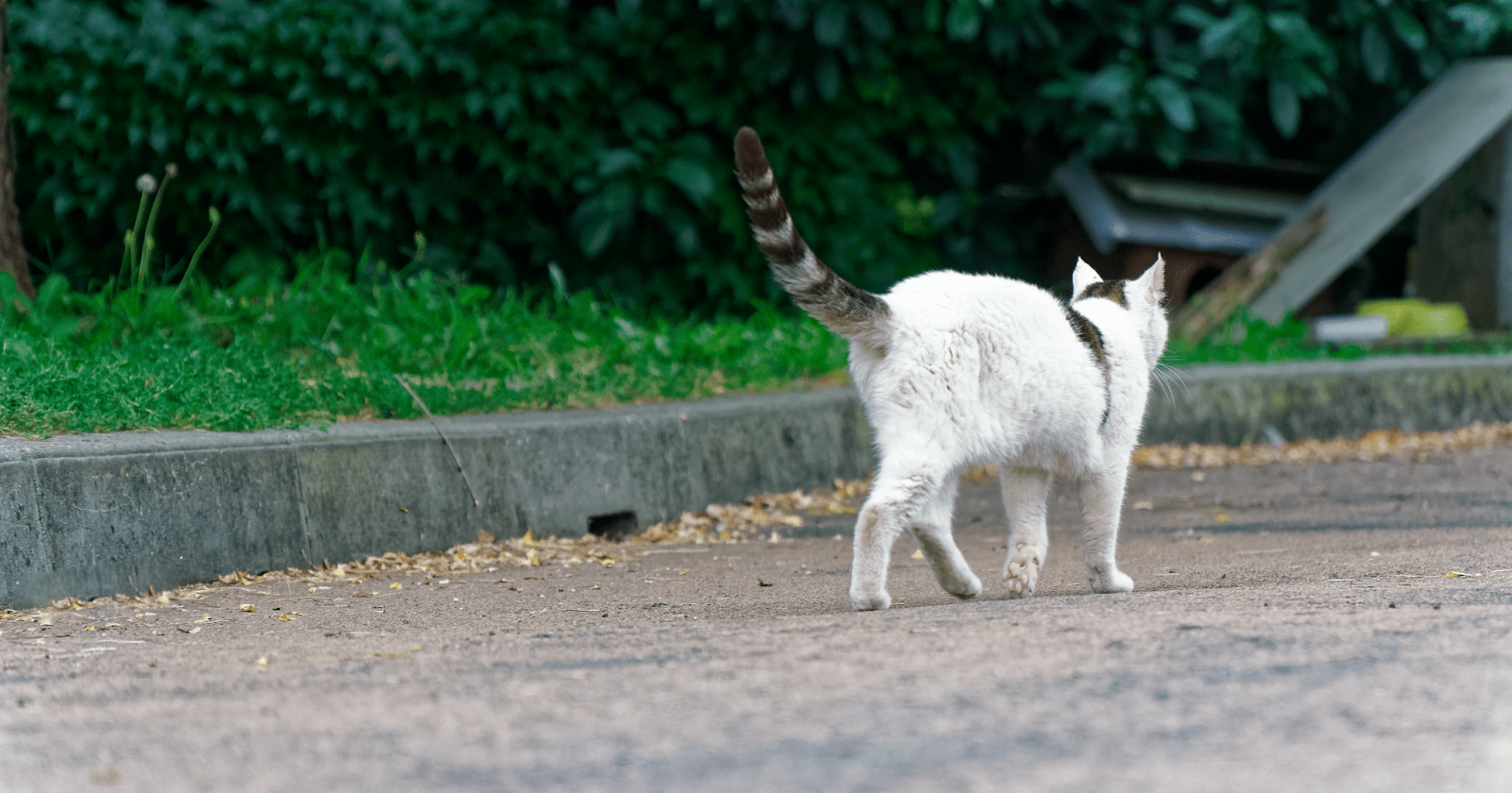 white cat walking outside