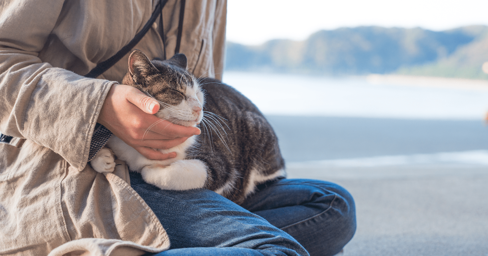 cat outdoors with owner