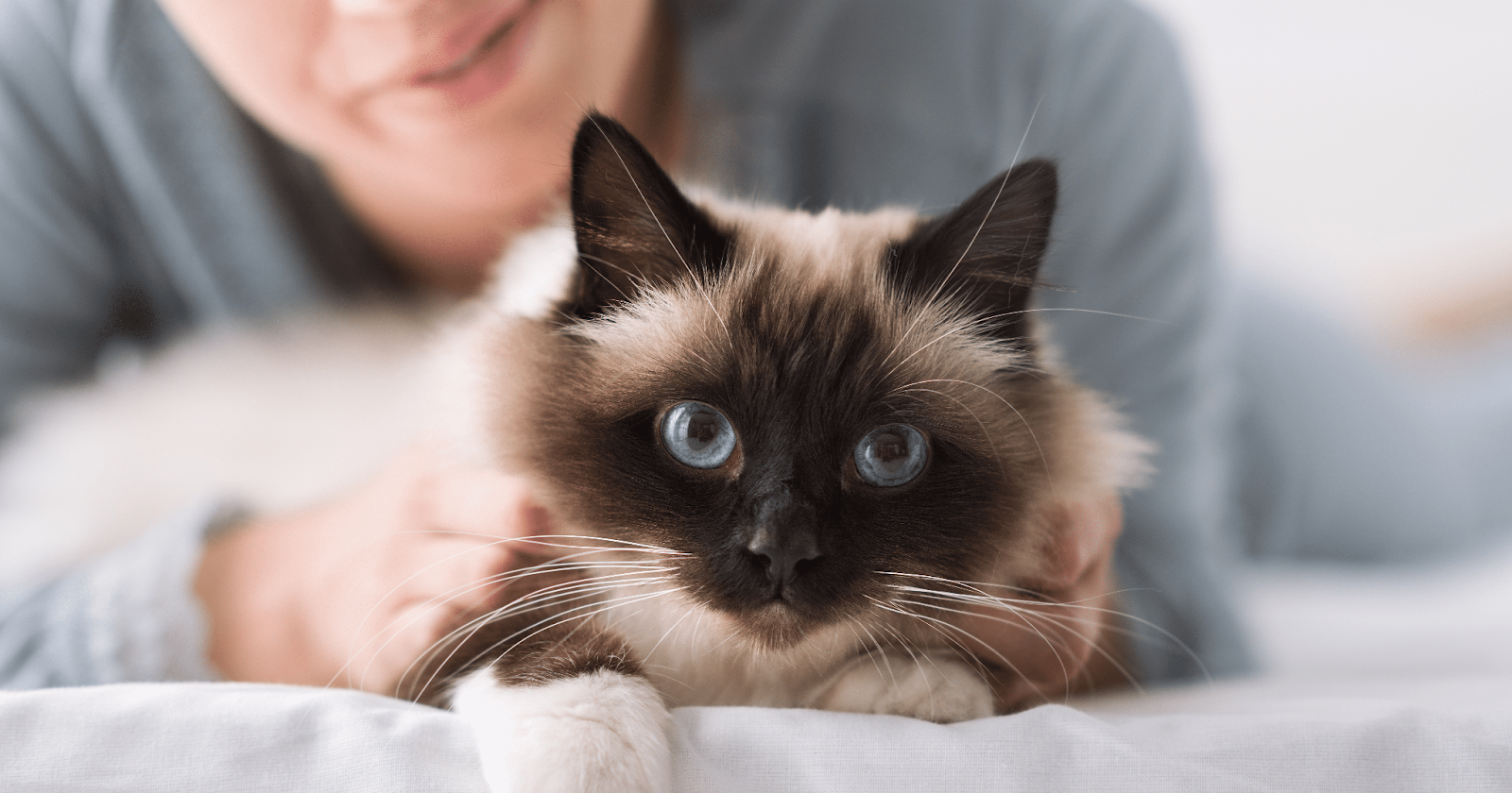 beautiful cat with bright blue eyes