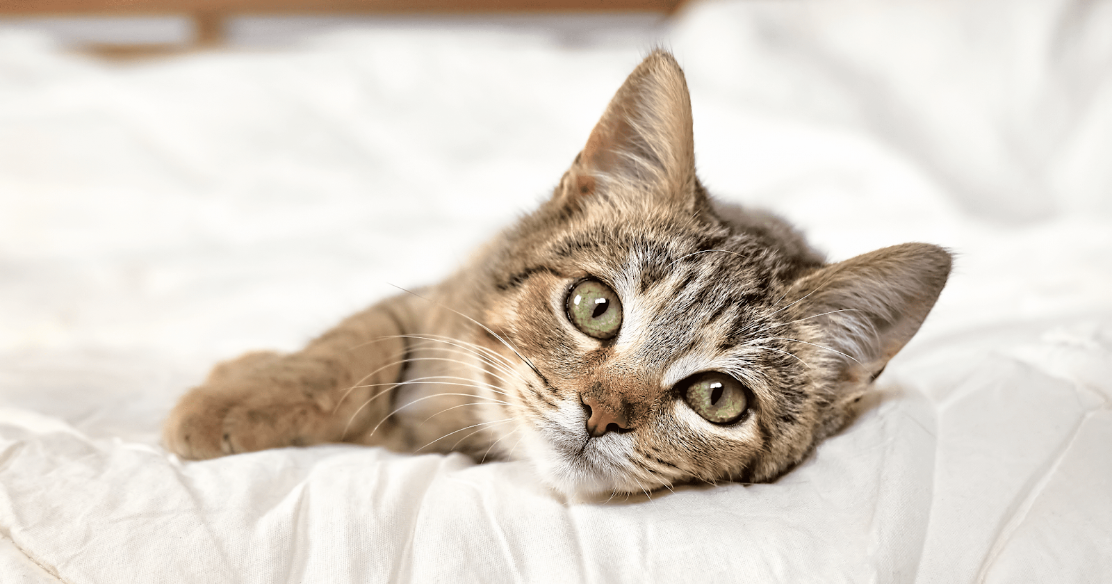 cute tabby kitten on white bed sheet