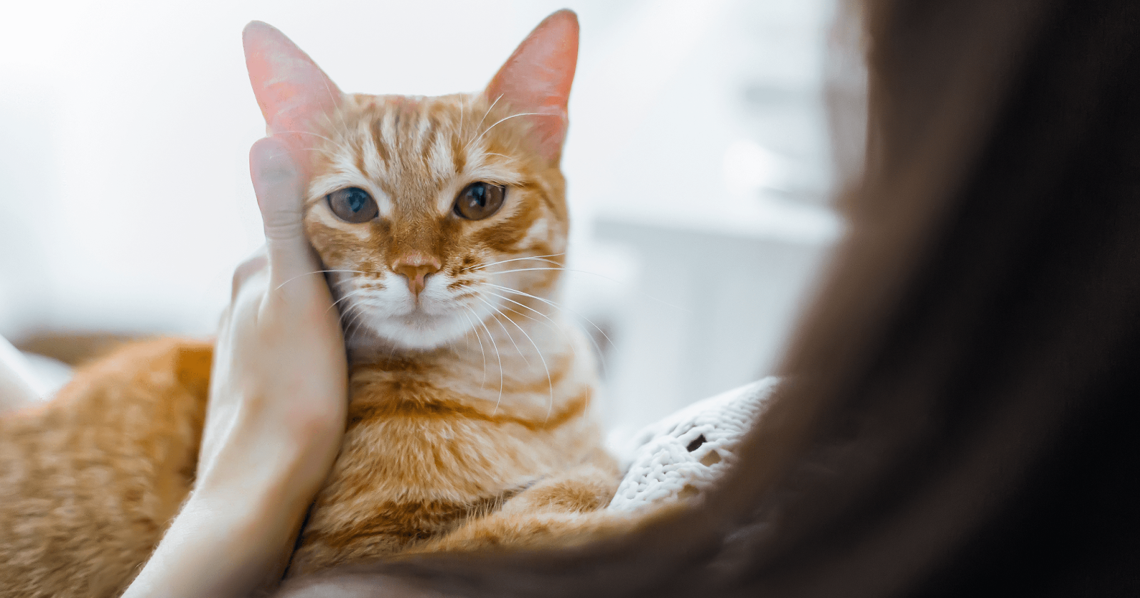 ginger cat sat with owner