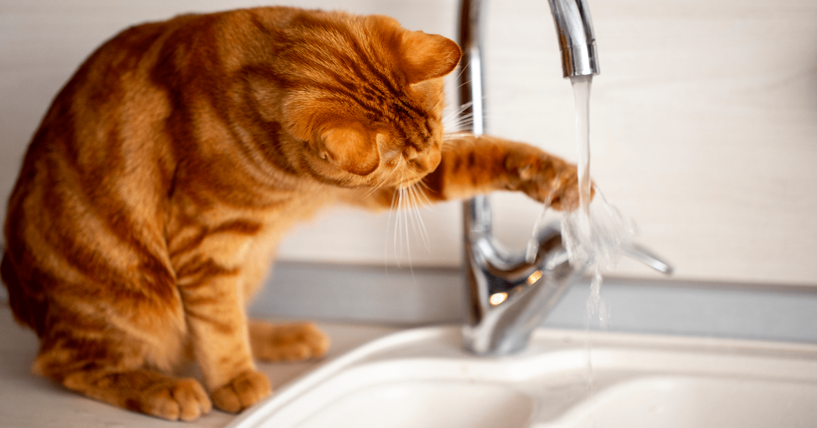 ginger cat playing with water in kitchen