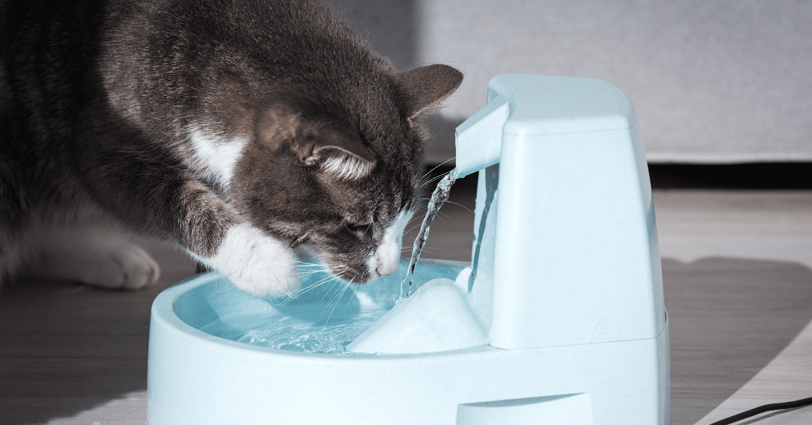 cat drinking from cat fountain