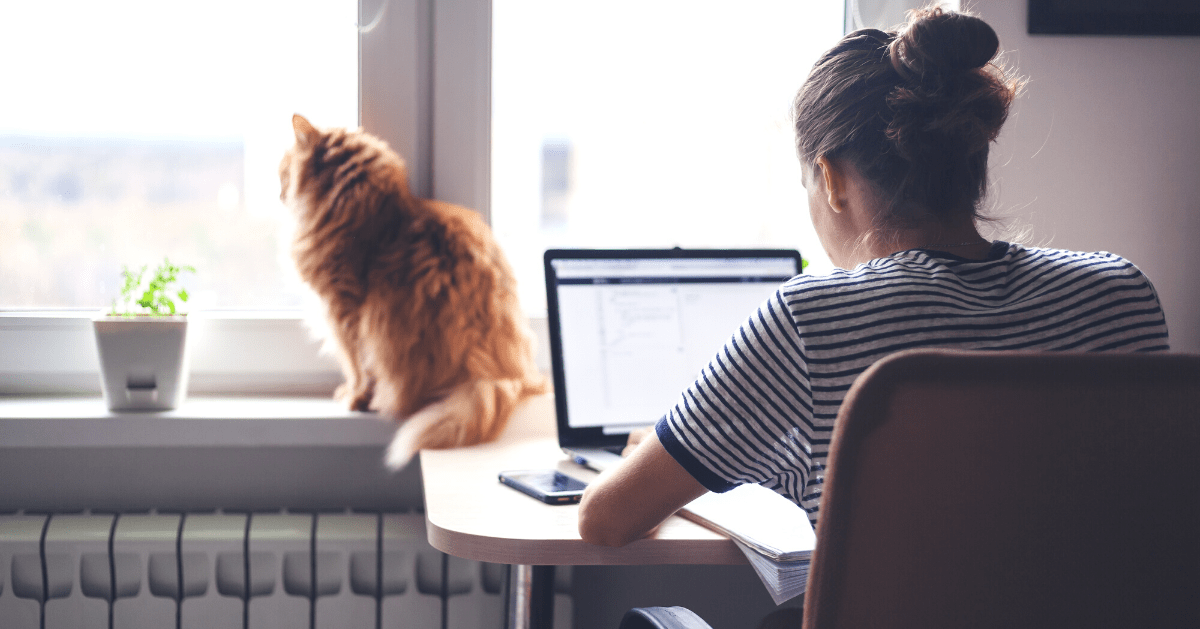 cat working at home with owner