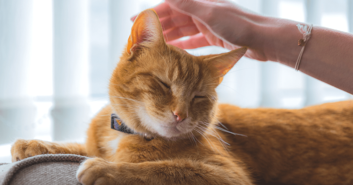 ginger cat enjoying a head rub