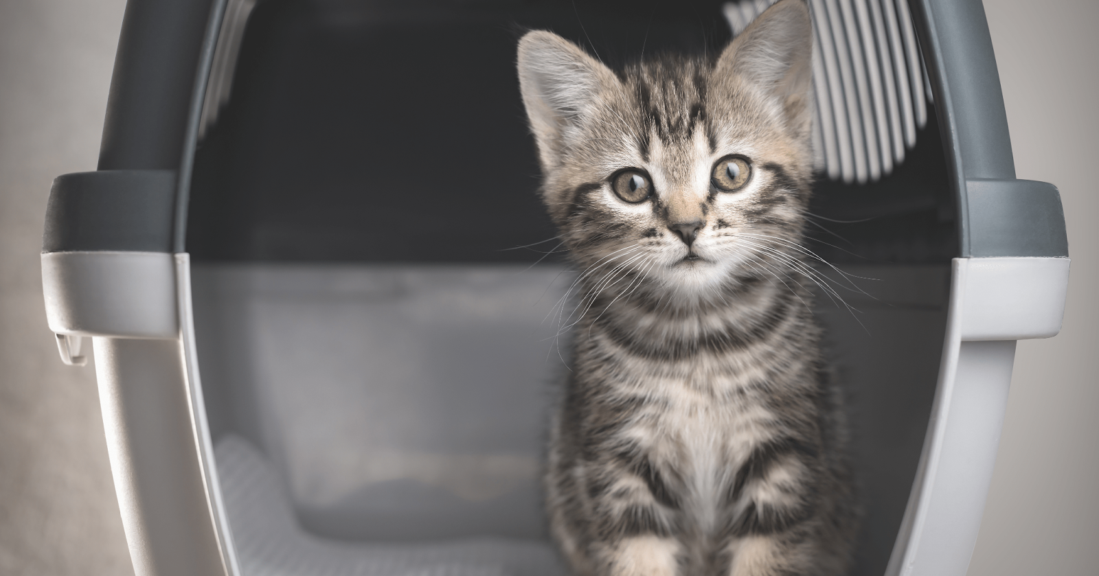 grey kitten in cat carrier