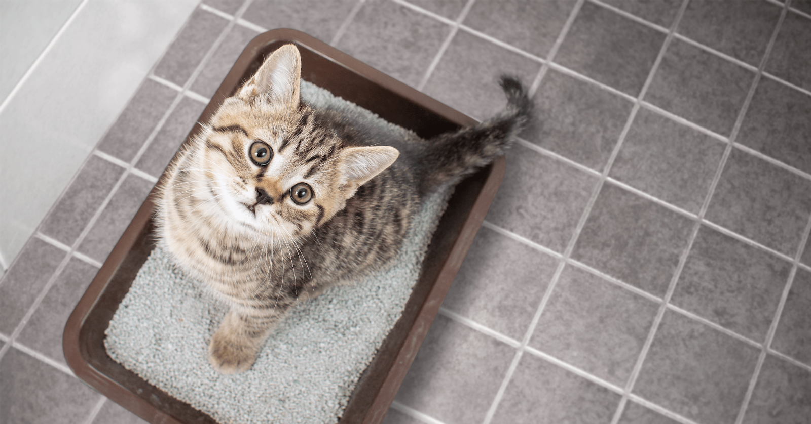 kitten in litter tray