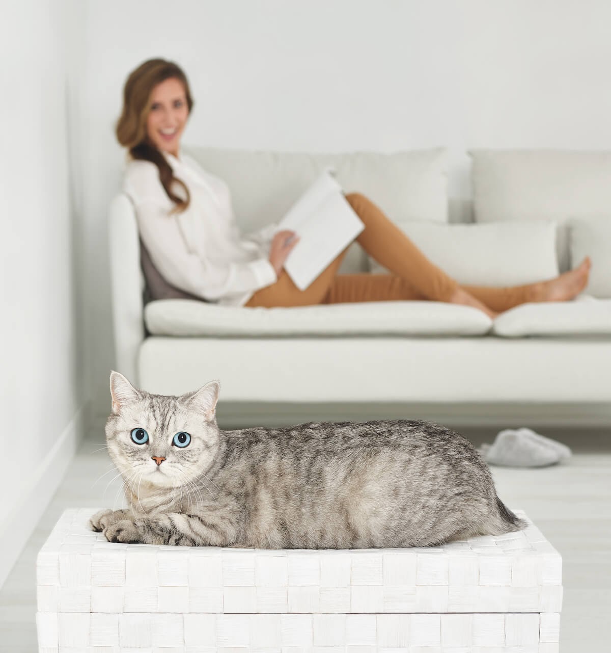 FELIWAY® Optimum, a new generation pheromone complex that calms cats better  than ever - Ceva