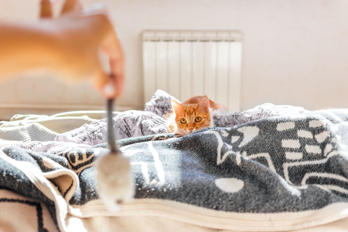 cat playing in a social way on bed