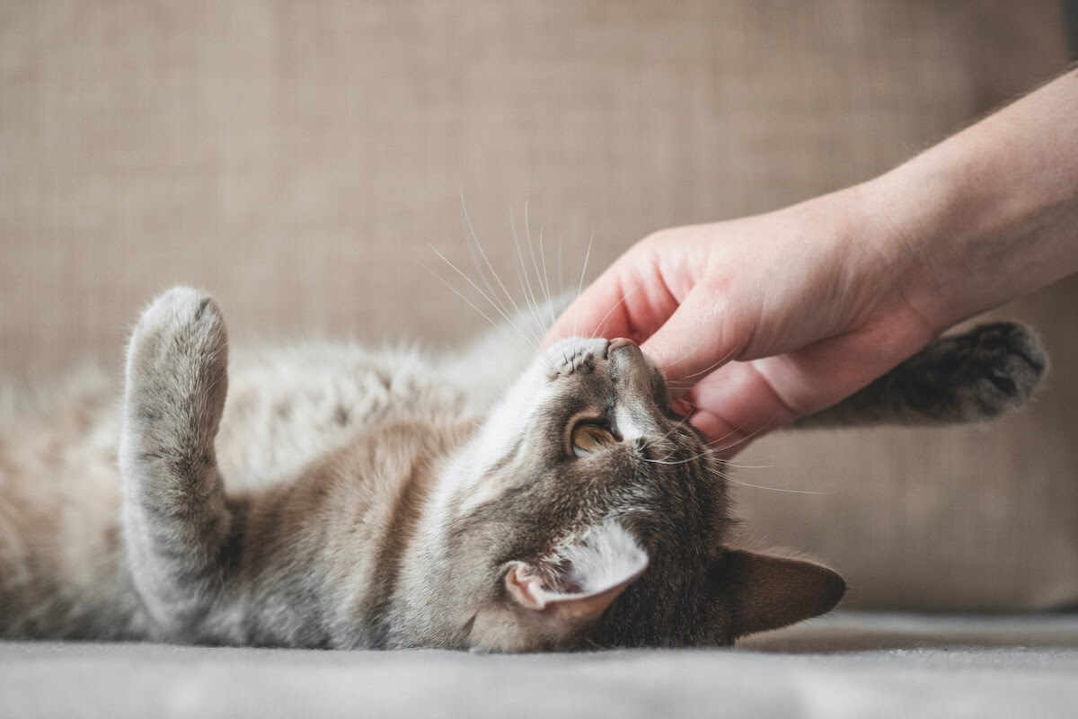 cat playing with owner's hand