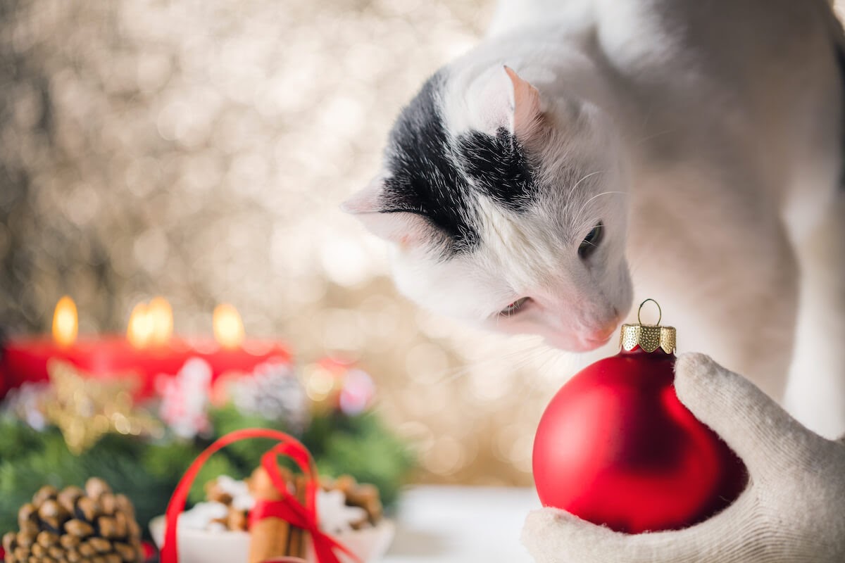 un chat sent les décorations de Noël