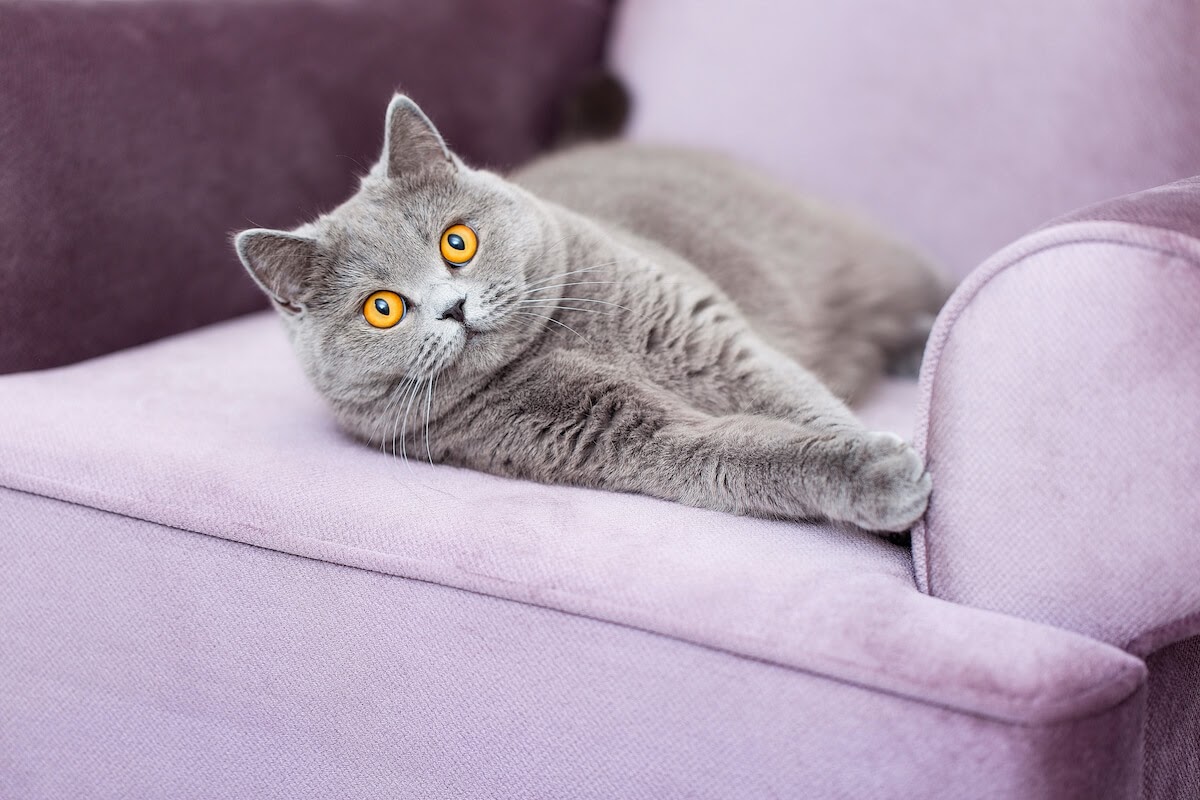 cat on scratching on purple chair