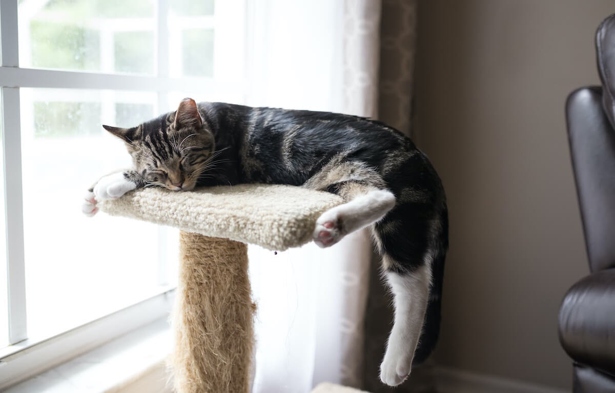 cat sleeping on scratching post