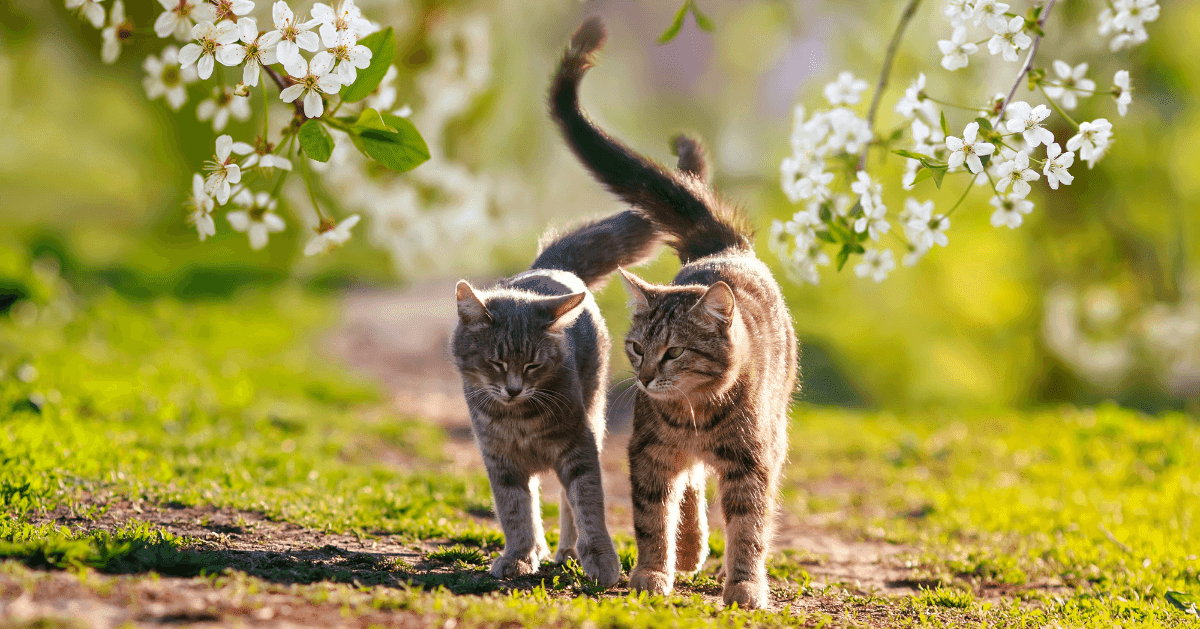 Vẫy đuôi mèo: Cảm nhận sự yêu đời của các chú mèo bằng những bức ảnh đối với vẫy đuôi mèo dễ thương này. Hãy để tâm trí bạn thư giãn và đắm mình vào thế giới đáng yêu của những chú mèo đáng yêu này. Sẽ không có gì tuyệt vời hơn khi được ngắm nhìn những chú mèo vui vẻ và đáng yêu của bạn.