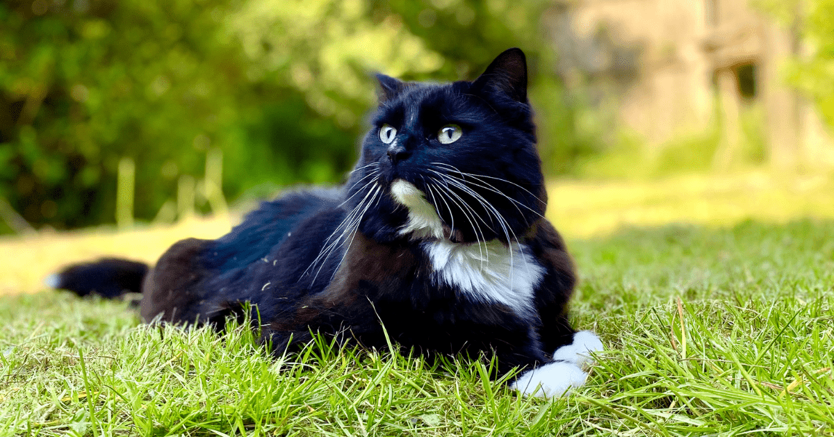 black cat sitting in grass