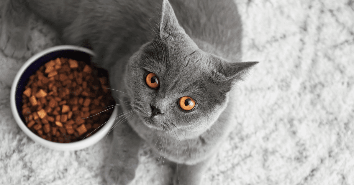 Vacker grå katt vid sin matkål