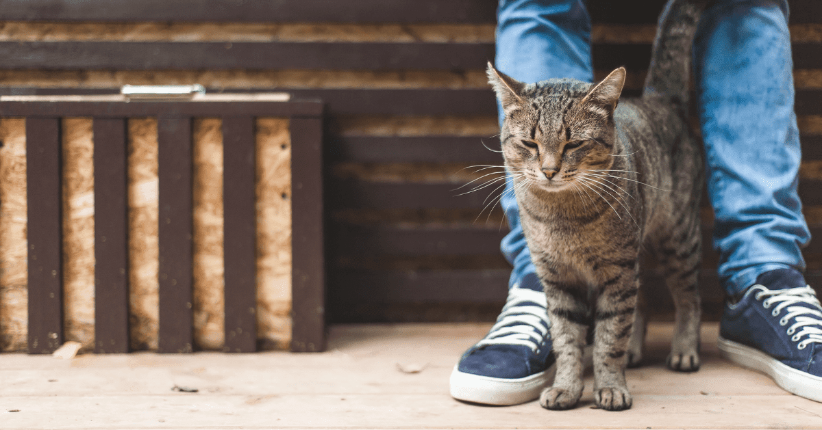 gato em pé entre as pernas do tutor