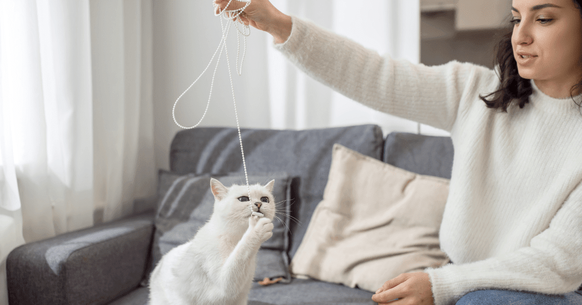 white cat playing with string