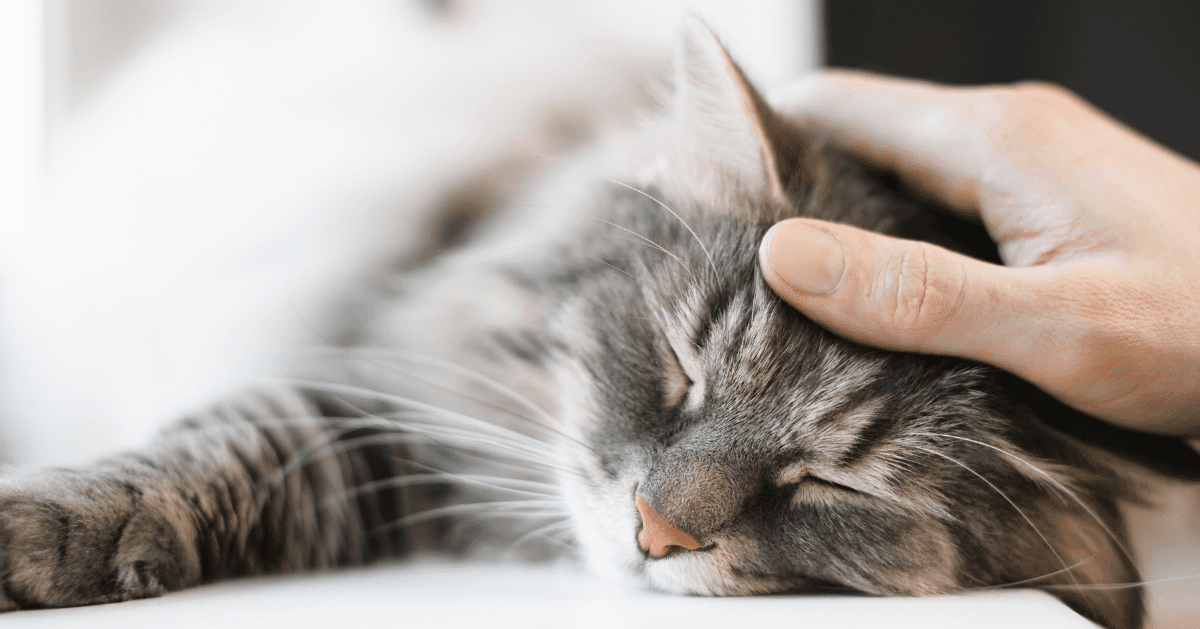 sleeping cat with owners hand on its head