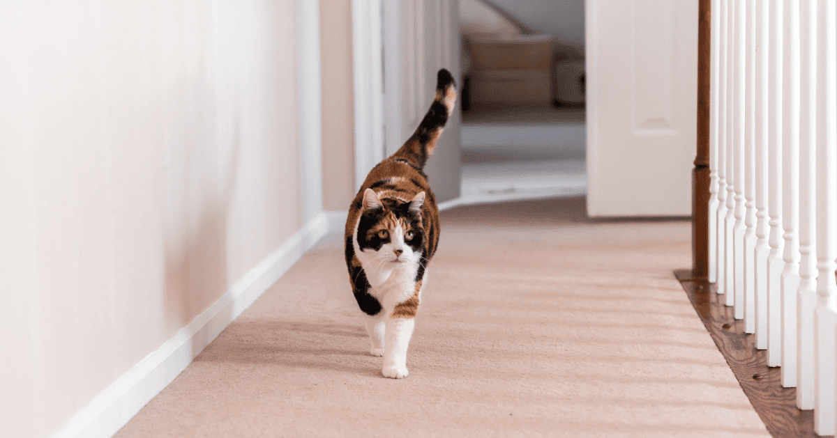 tabby cat walking across hallway