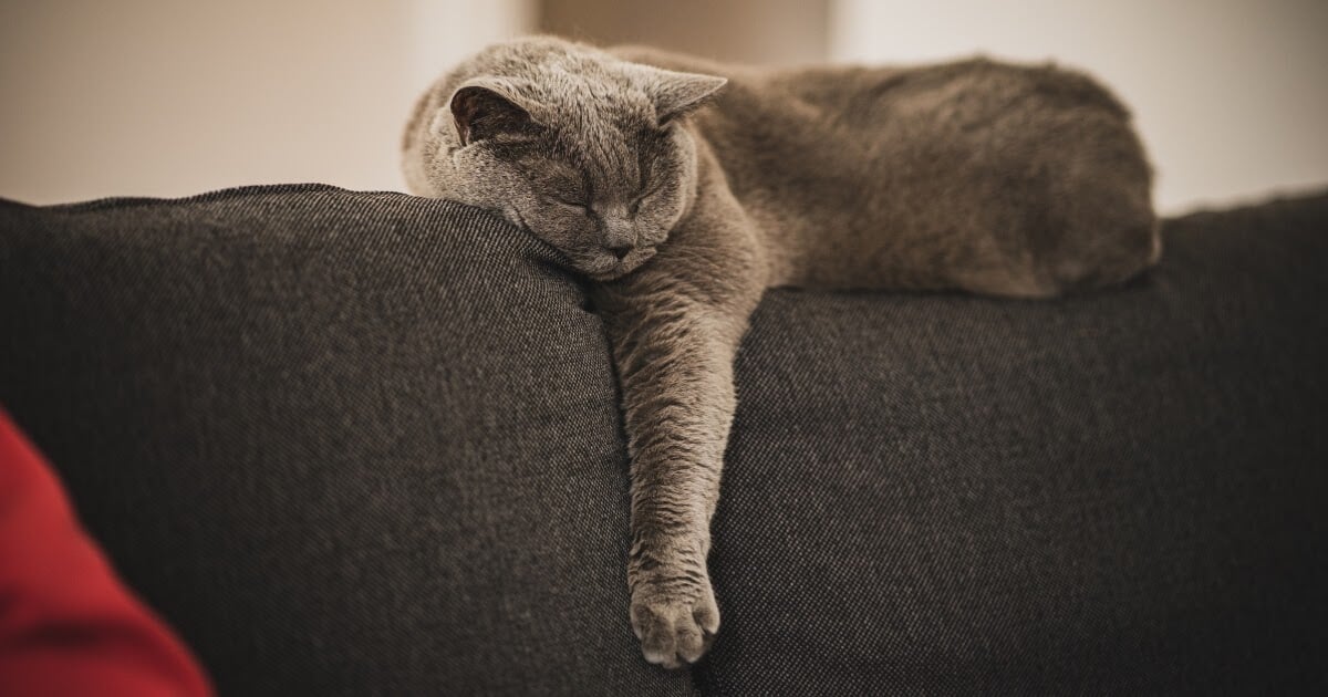 sleeping grey cat breed